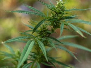 Accueil 7 ou acheter fleur cbd