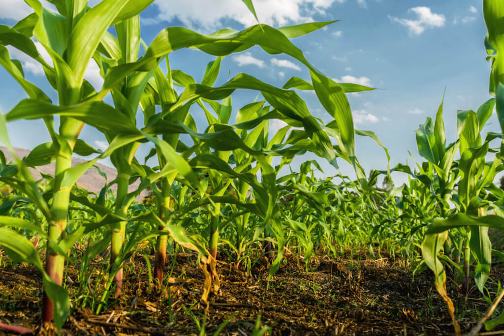 plateforme cours matieres premieres agricoles