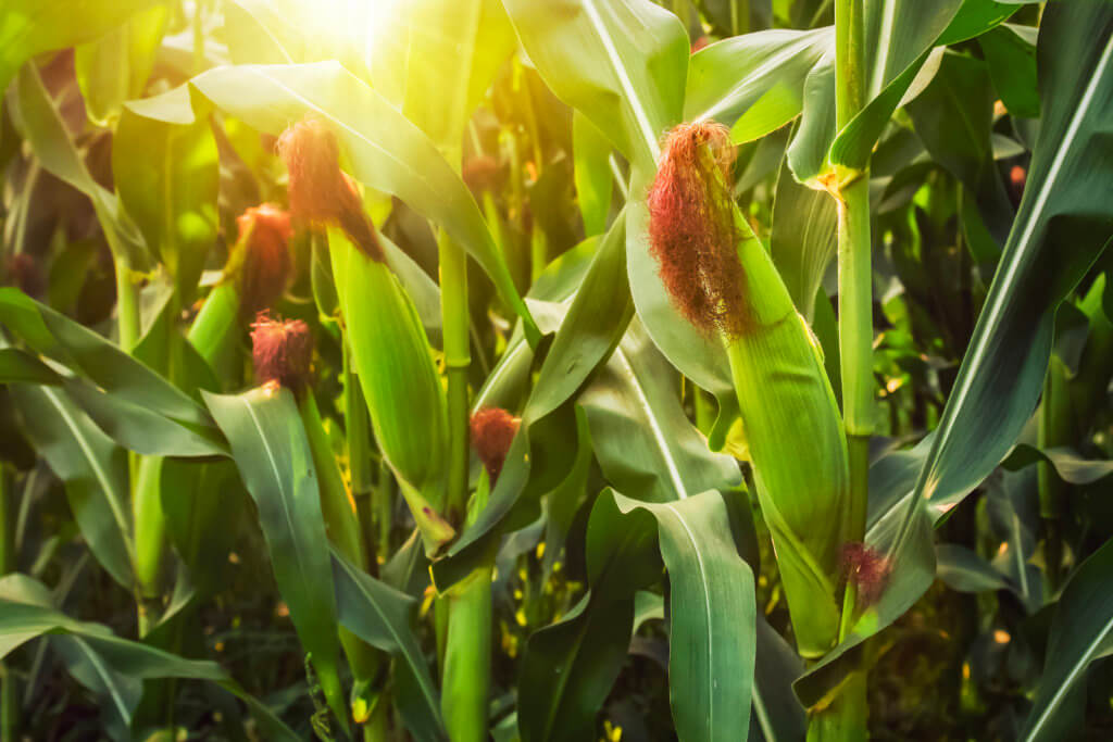 suivre cours matieres agricoles